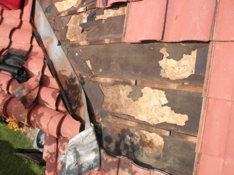 Squirrel chewing tile roof flashing